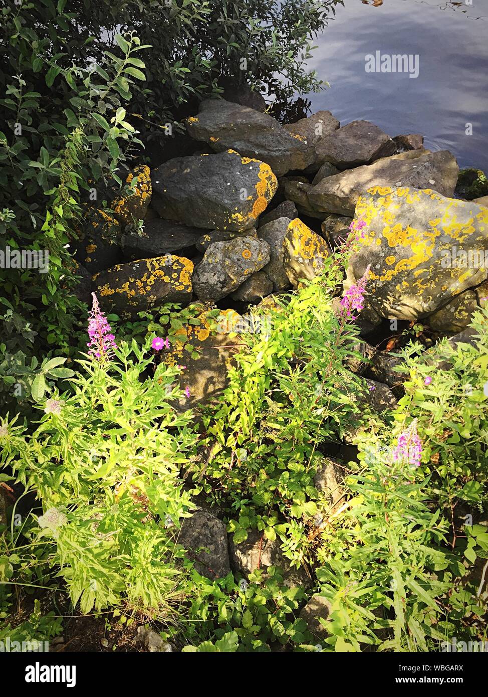 Plants Growing On Rocks By Lake Stock Photo - Alamy