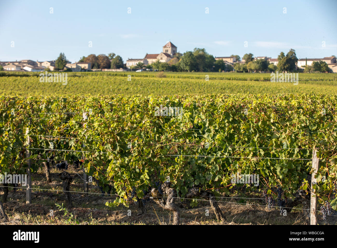 Ripe red Merlot grapes on rows of vines in a vienyard before the wine harvest in Montagne. Saint Emilion region. France Stock Photo