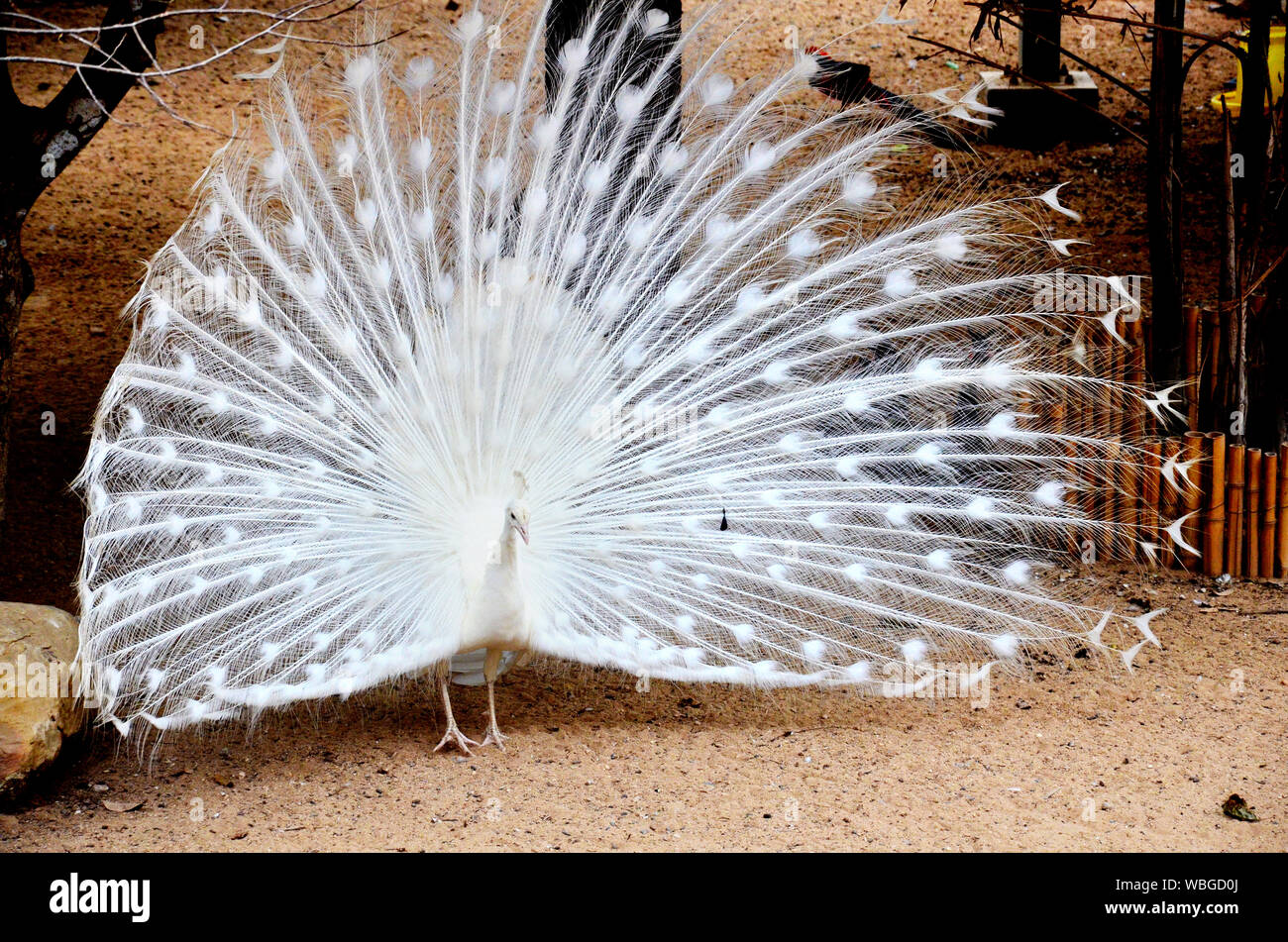 Beautiful White Peacock With Fanned Out Feathers Stock Photo - Alamy