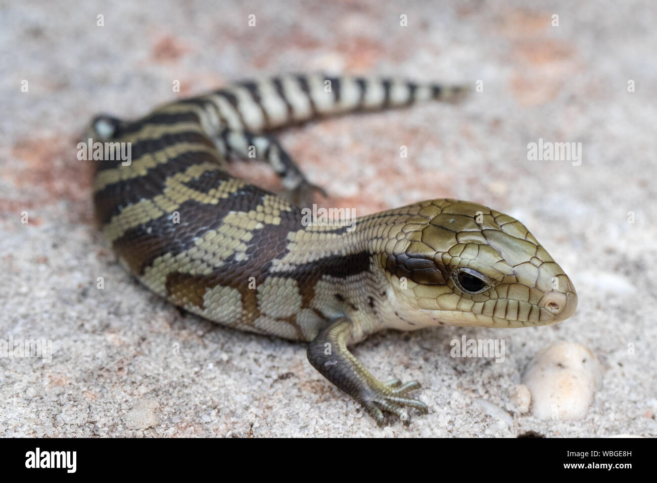 Juvenile Eastern Blue tongue Lizard Stock Photo Alamy juvenile-eastern-blue-tongue-lizard-stock-photo-alamy