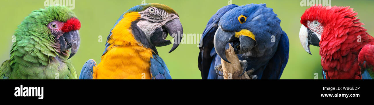 Colorful group of Macaws - 4 species Stock Photo