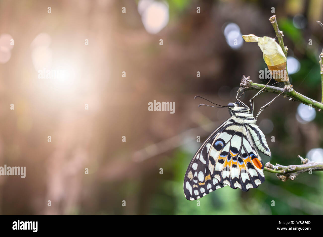 Butterfly leaving cocoon hires stock photography and images Alamy
