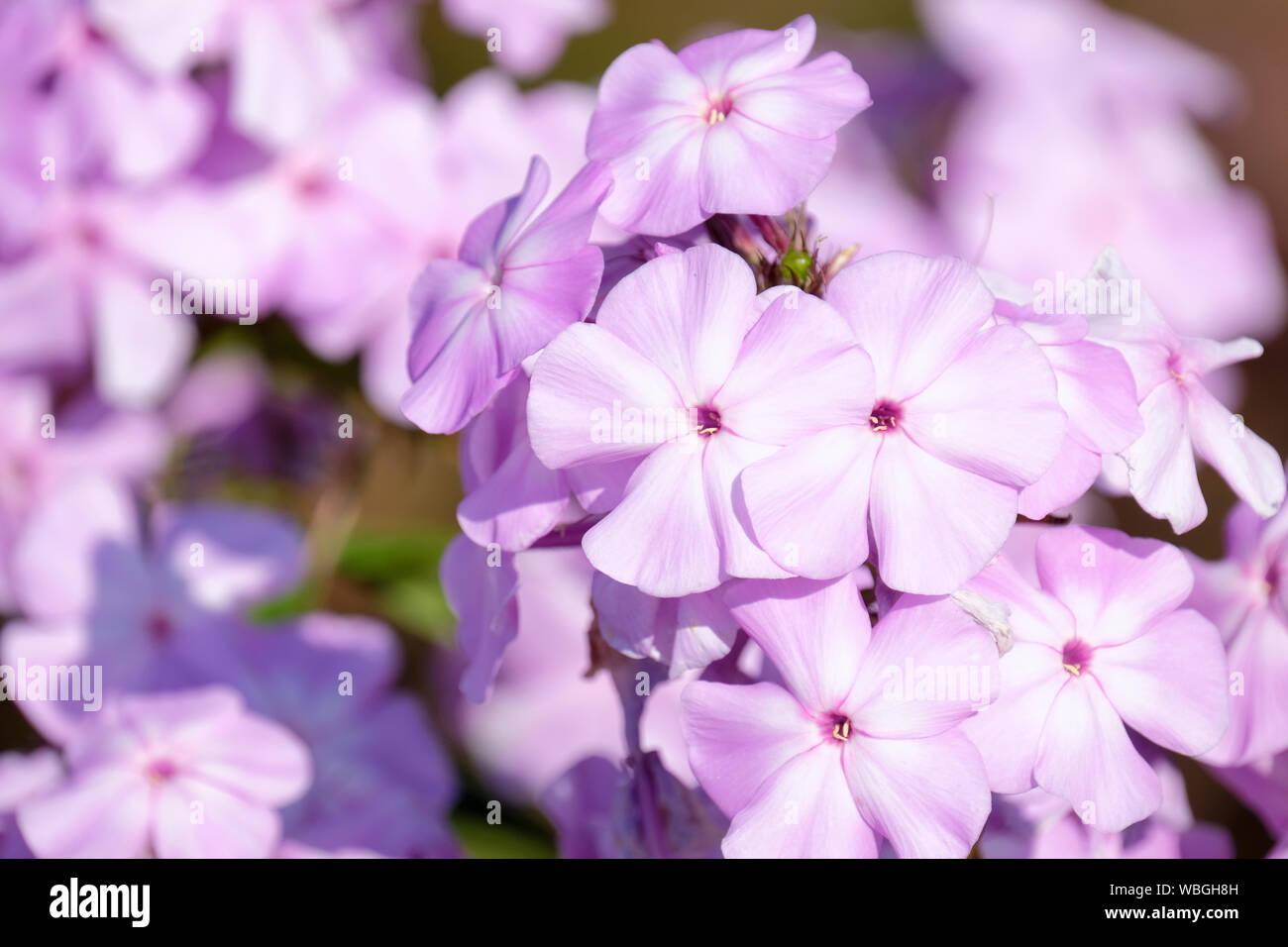 Close-up of pale pink-white flowers of Phlox paniculata 'Pink Lady. Stock Photo