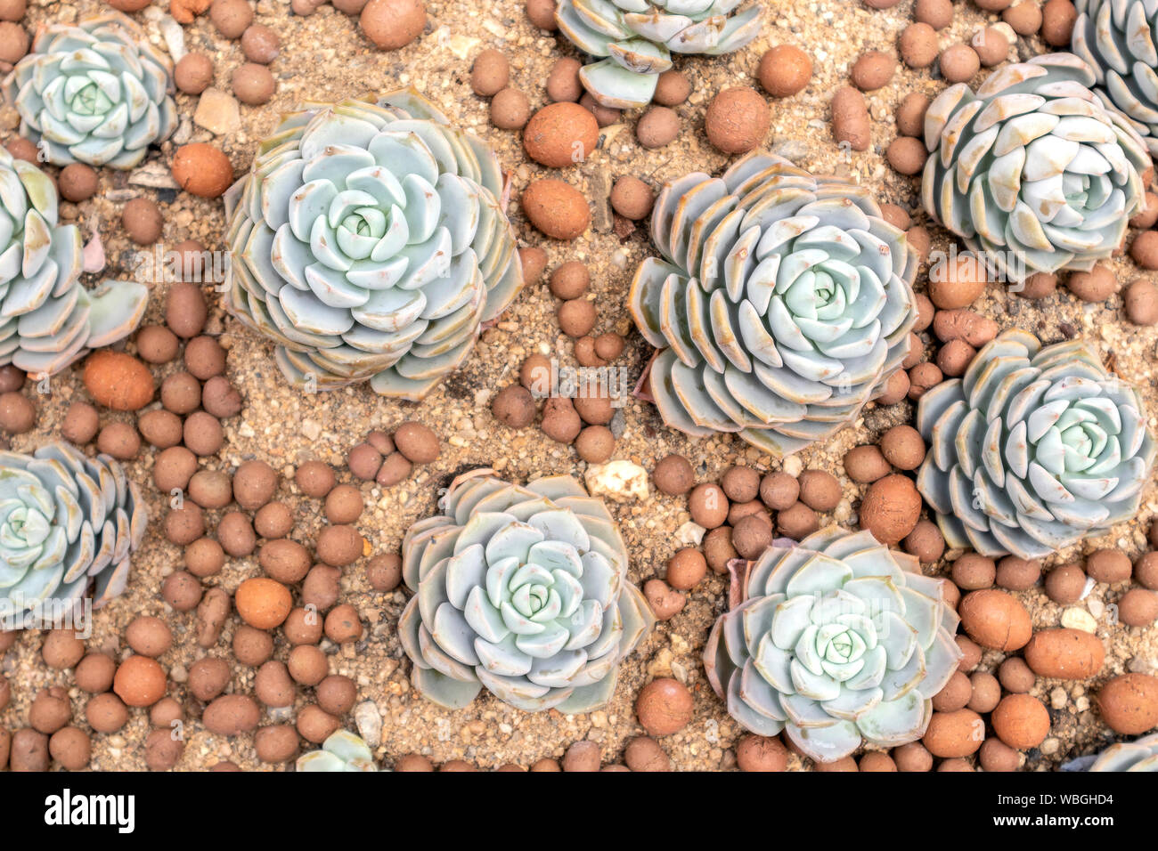 Top view various types beautiful cactus succulents in the garden. Stock Photo