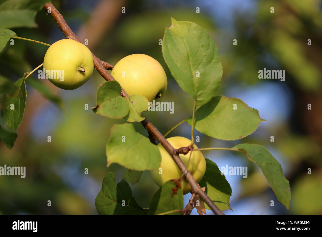 Green apples on a tree in a summer garden, close up. Ripe apple fruits hanging on branch with leaves in a sunny day, rural scene Stock Photo