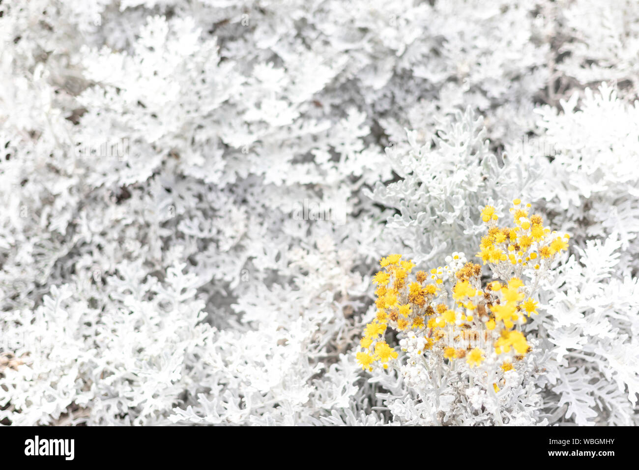 Beautiful Dusty miller (Senecio cineraria DC.) with yellow flowers in the garden. Soft focus Cineraria maritima silver dust leaves background. Stock Photo