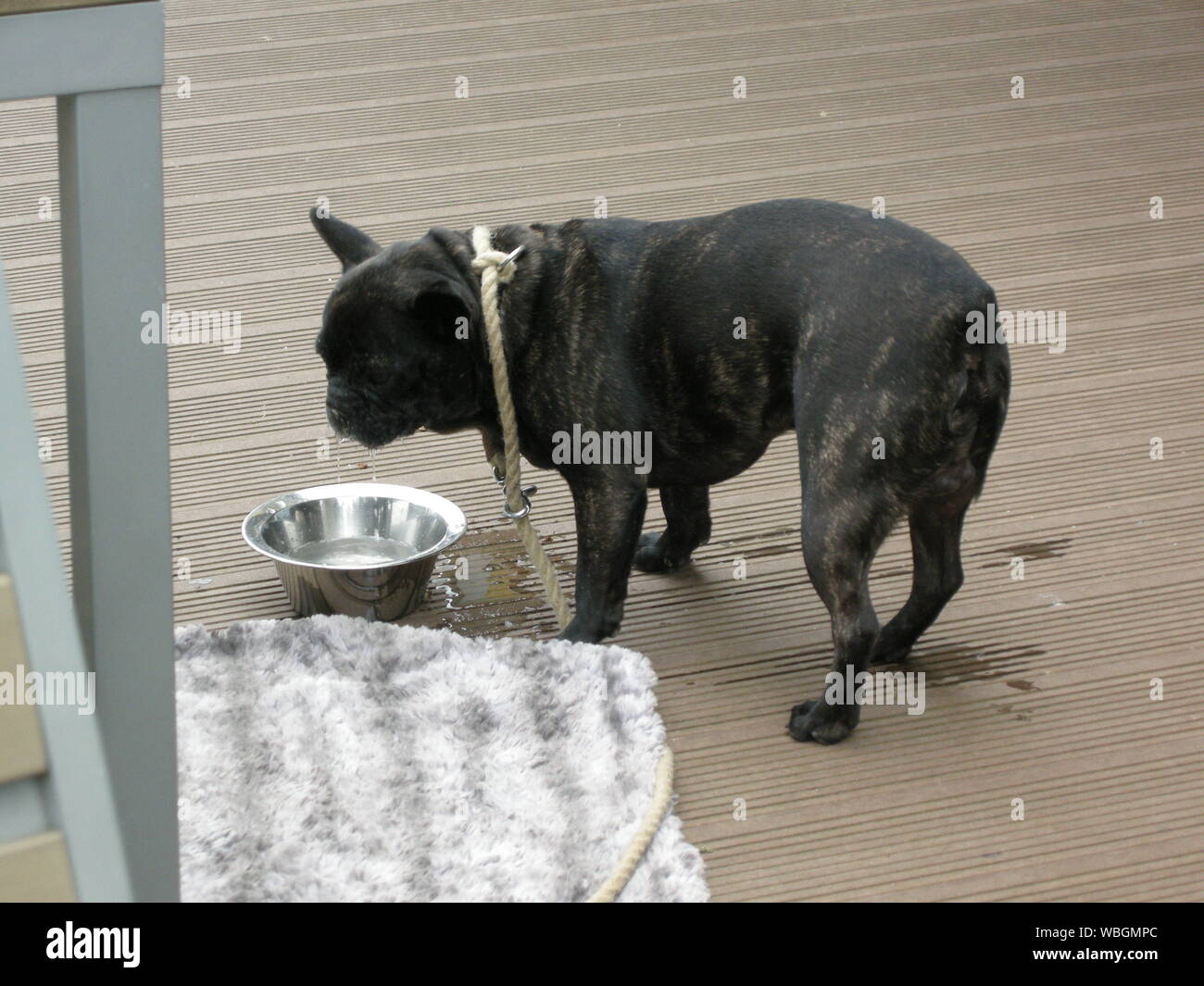 french bulldog drinking water