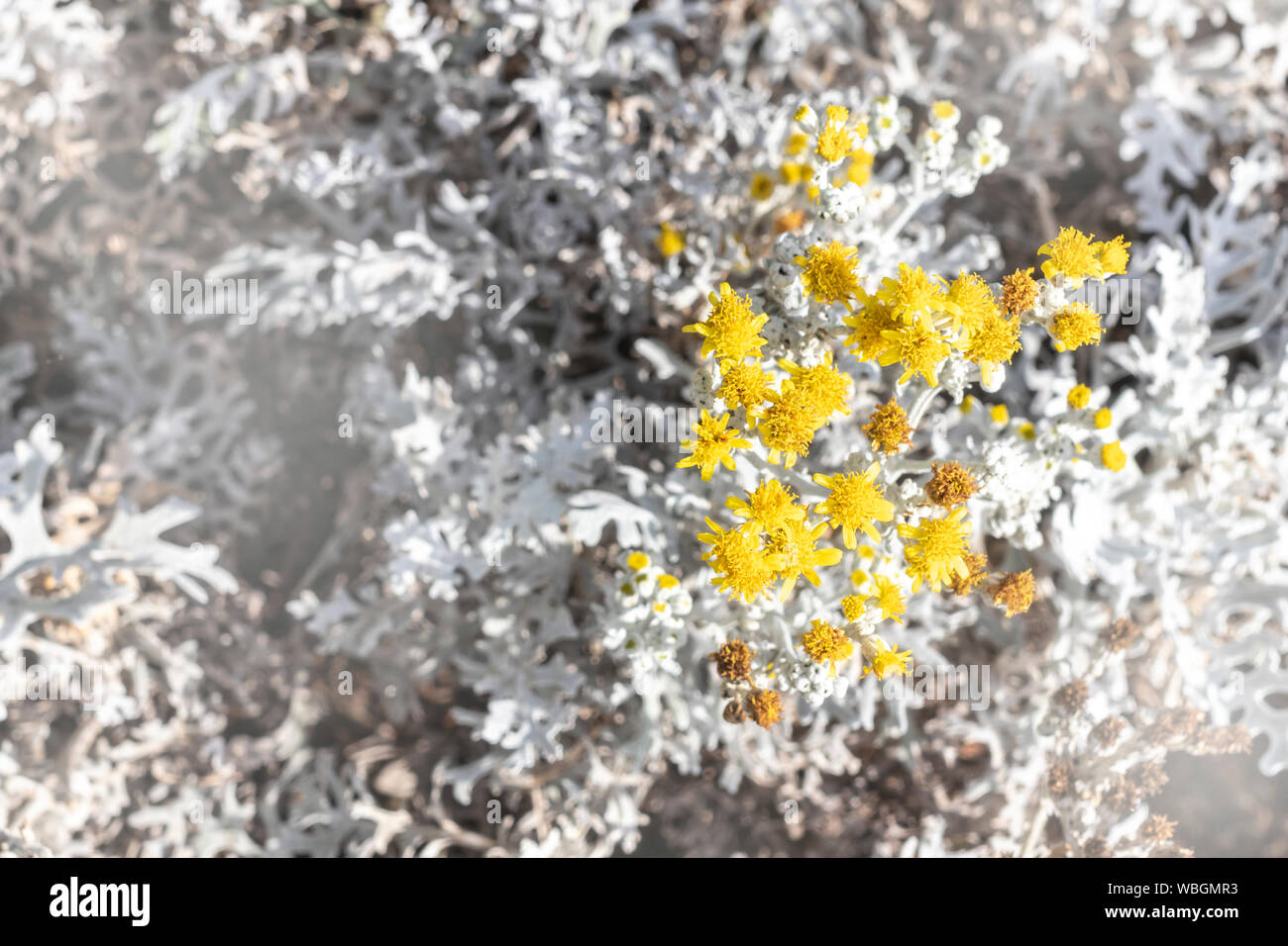 Beautiful Dusty miller (Senecio cineraria DC.) with yellow flowers in the garden. Soft focus Cineraria maritima silver dust leaves background. Stock Photo