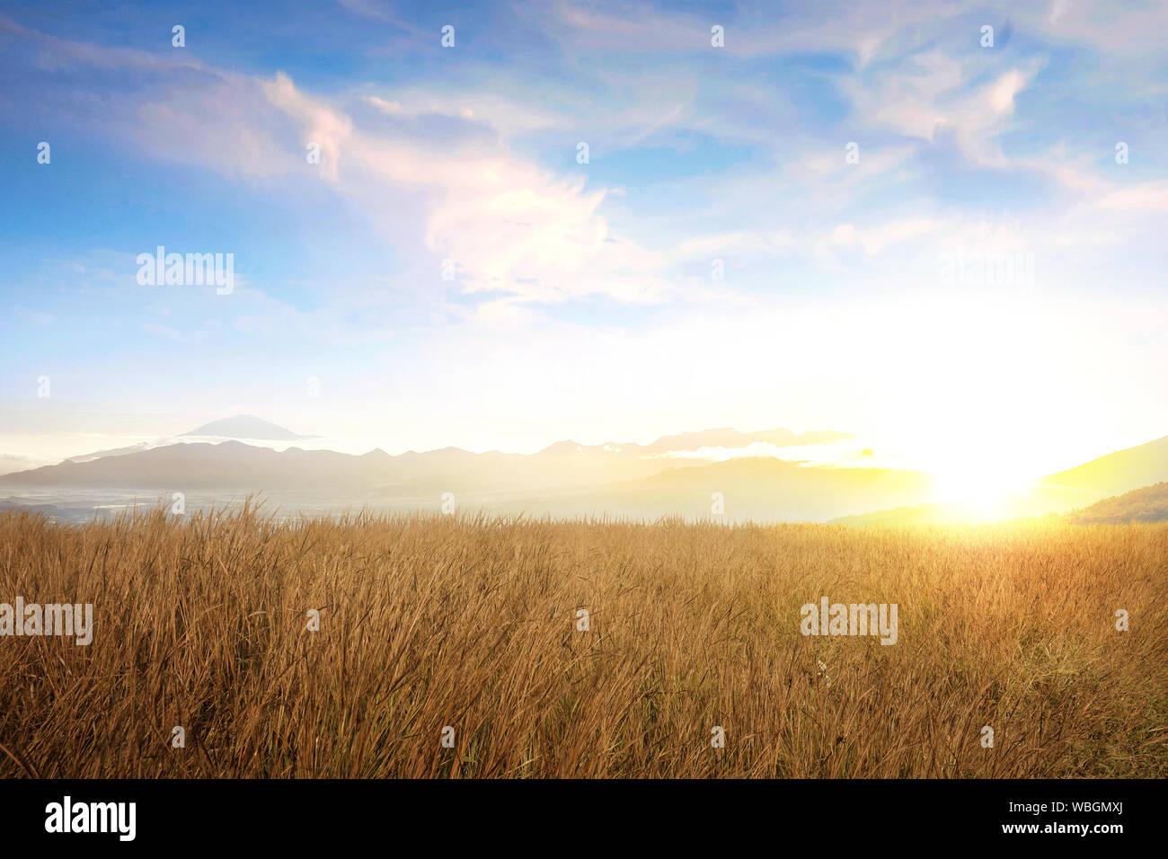 Dry grass field with sunlight over blue sky background Stock Photo