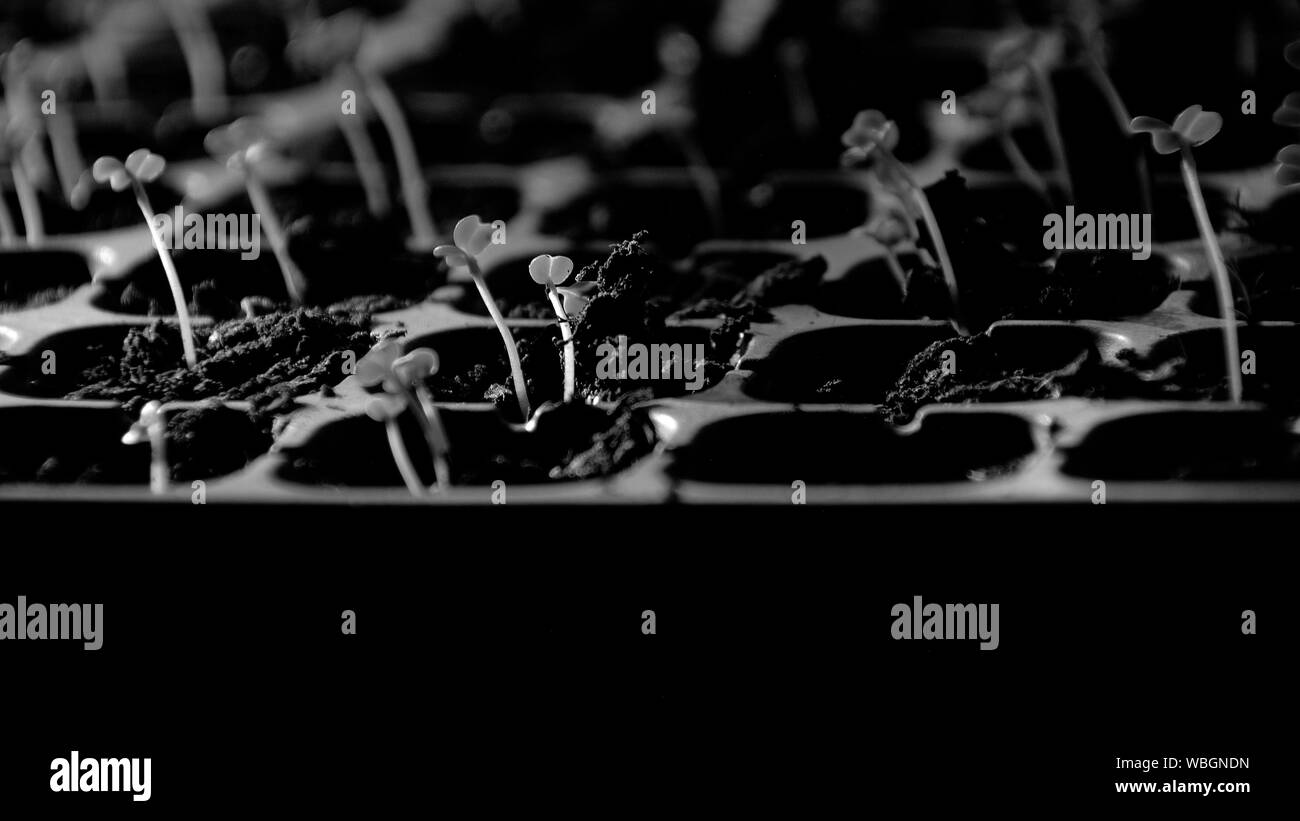 Seedling seedlings Black and White Stock Photos & Images - Alamy