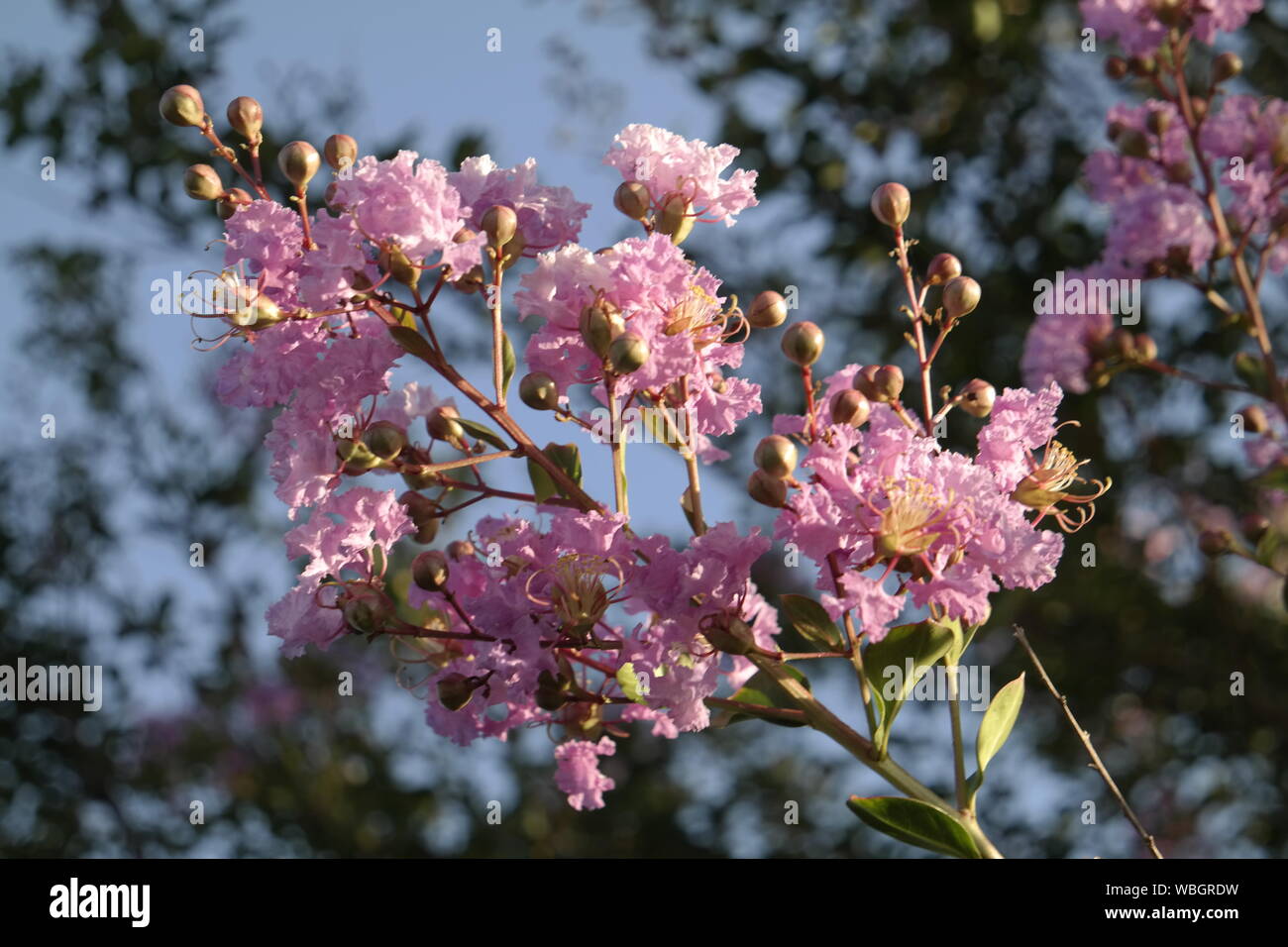 Crepe Myrtle Flower Stock Photos Crepe Myrtle Flower Stock
