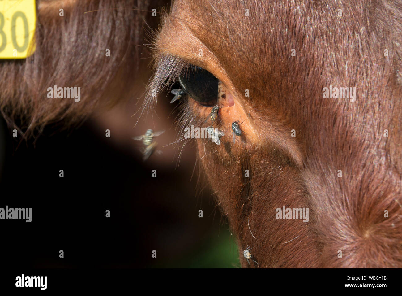 Flies around cows eye Stock Photo Alamy