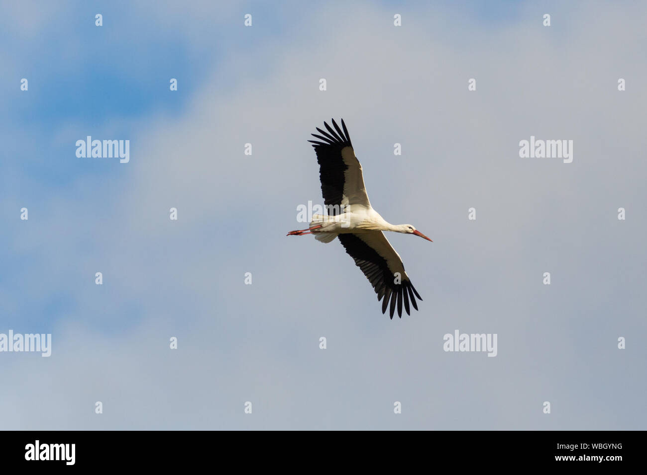 one flying white stork (ciconia ciconia), spread wings, cloudy sky Stock Photo