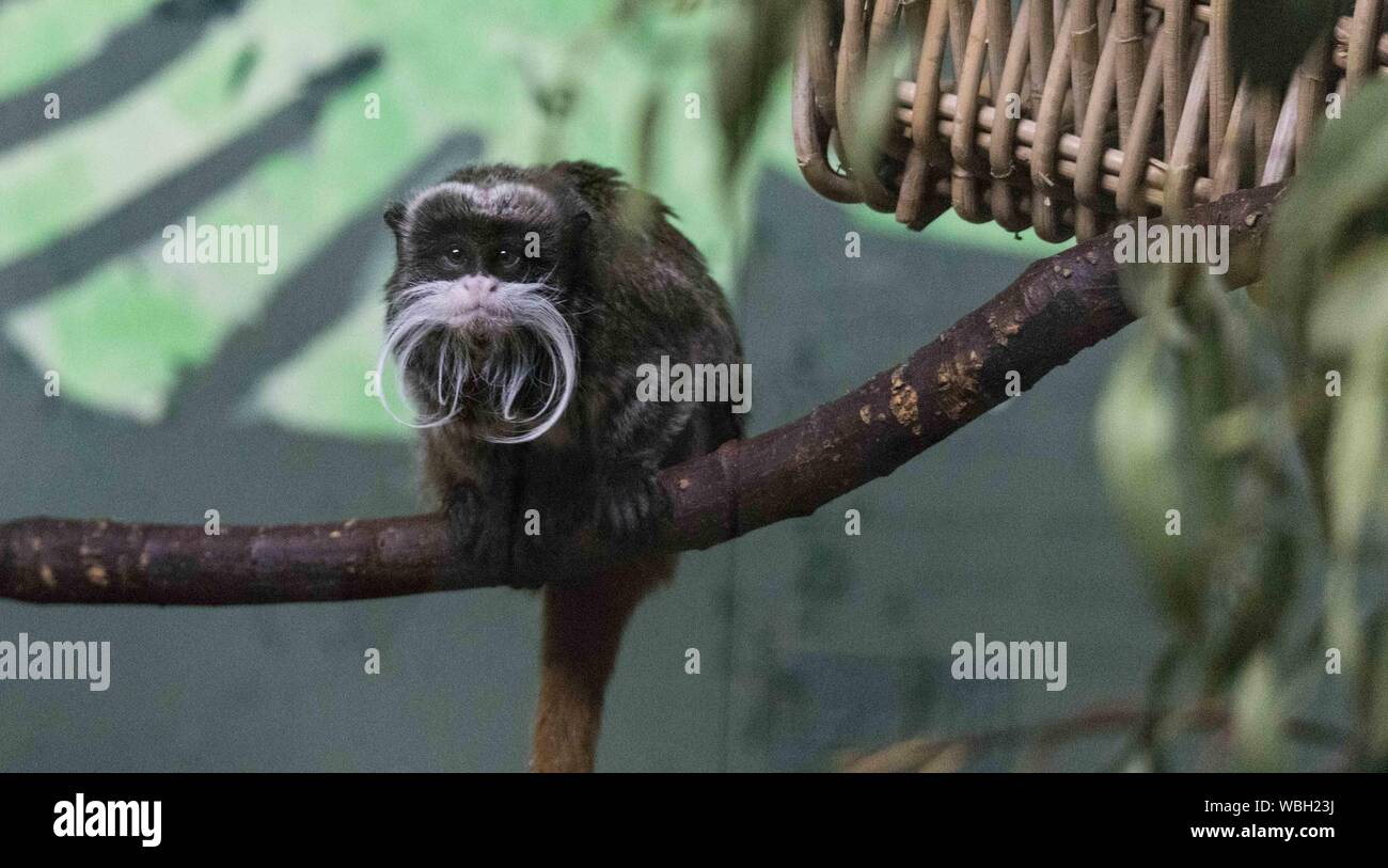 Emperor Tamarin Fact Sheet - Adelaide Zoo