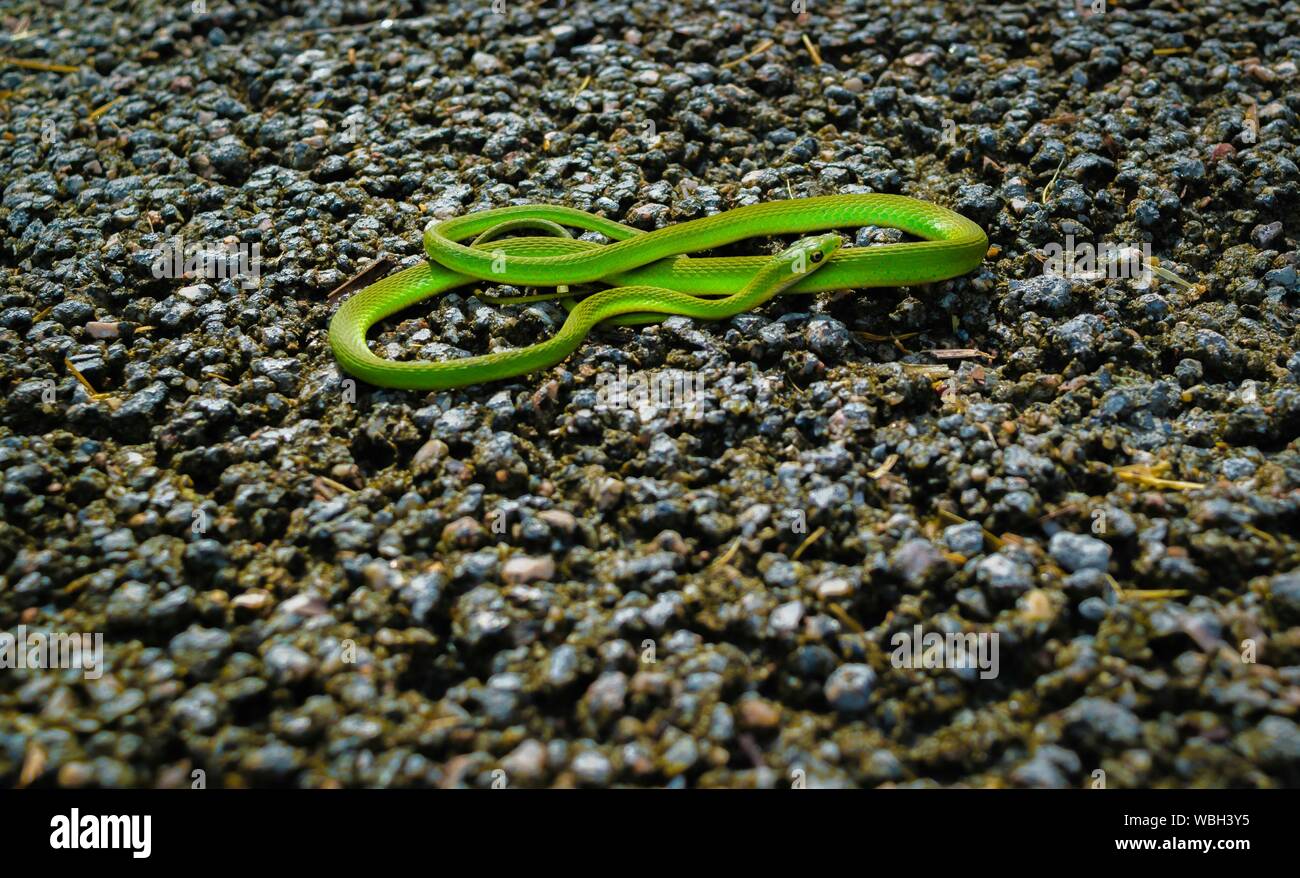 High Angle View Of Green Garden Snake On Field Stock Photo