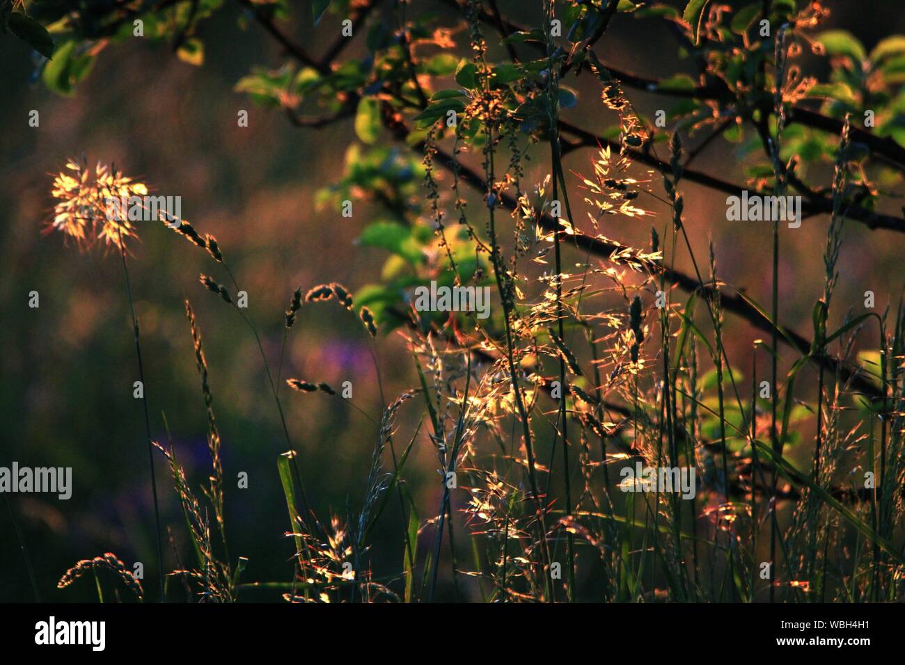 Plant Growing In The Dark Stock Photo Alamy