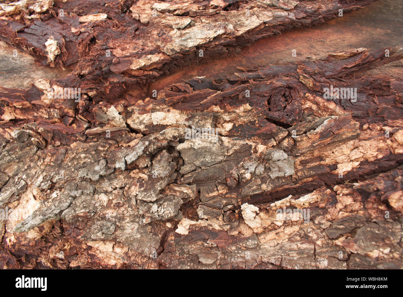 Brow tree bark, rough texture of tree bark with cracks Stock Photo