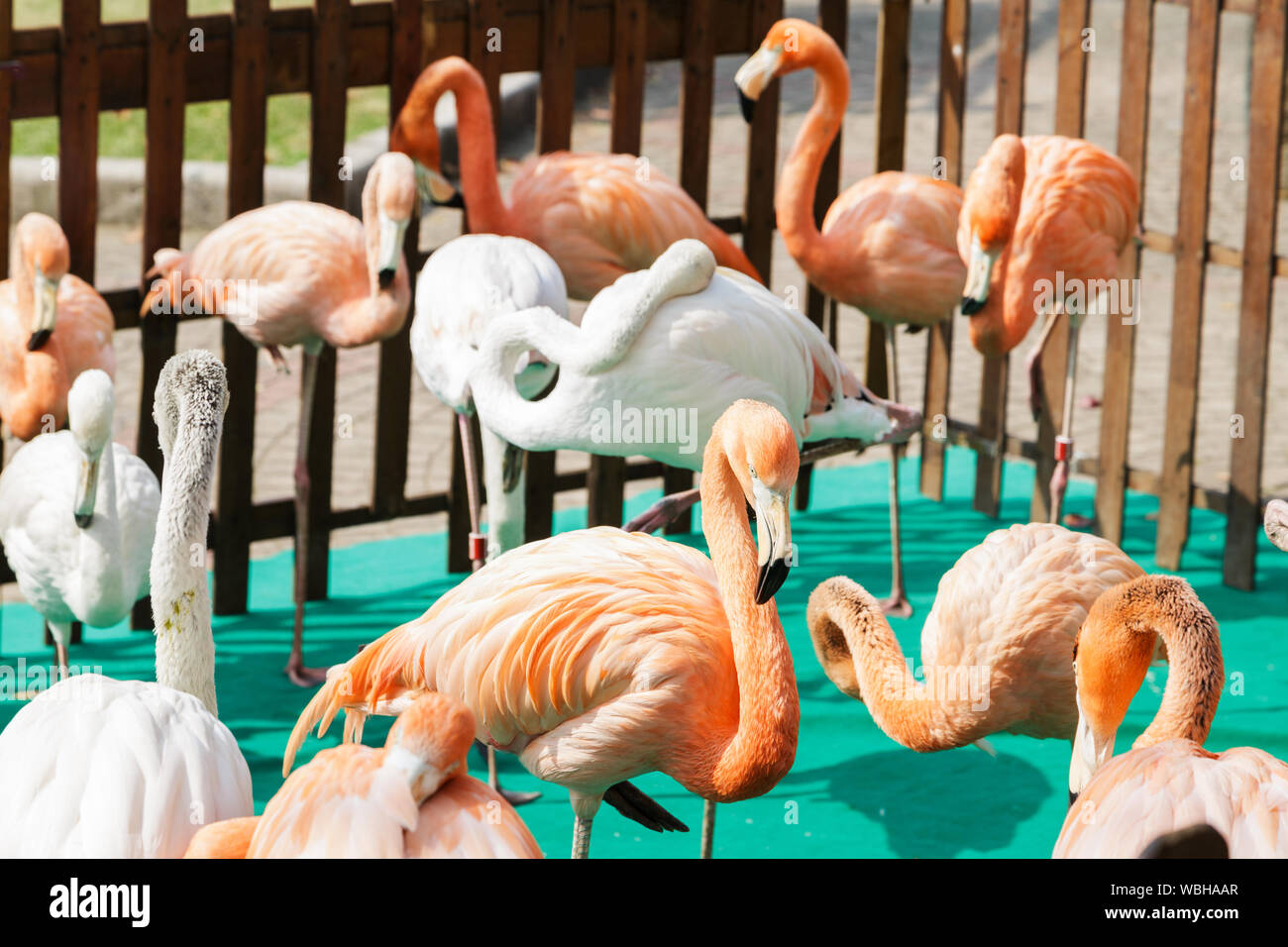 a flock of pink flamingos in the zoo Stock Photo
