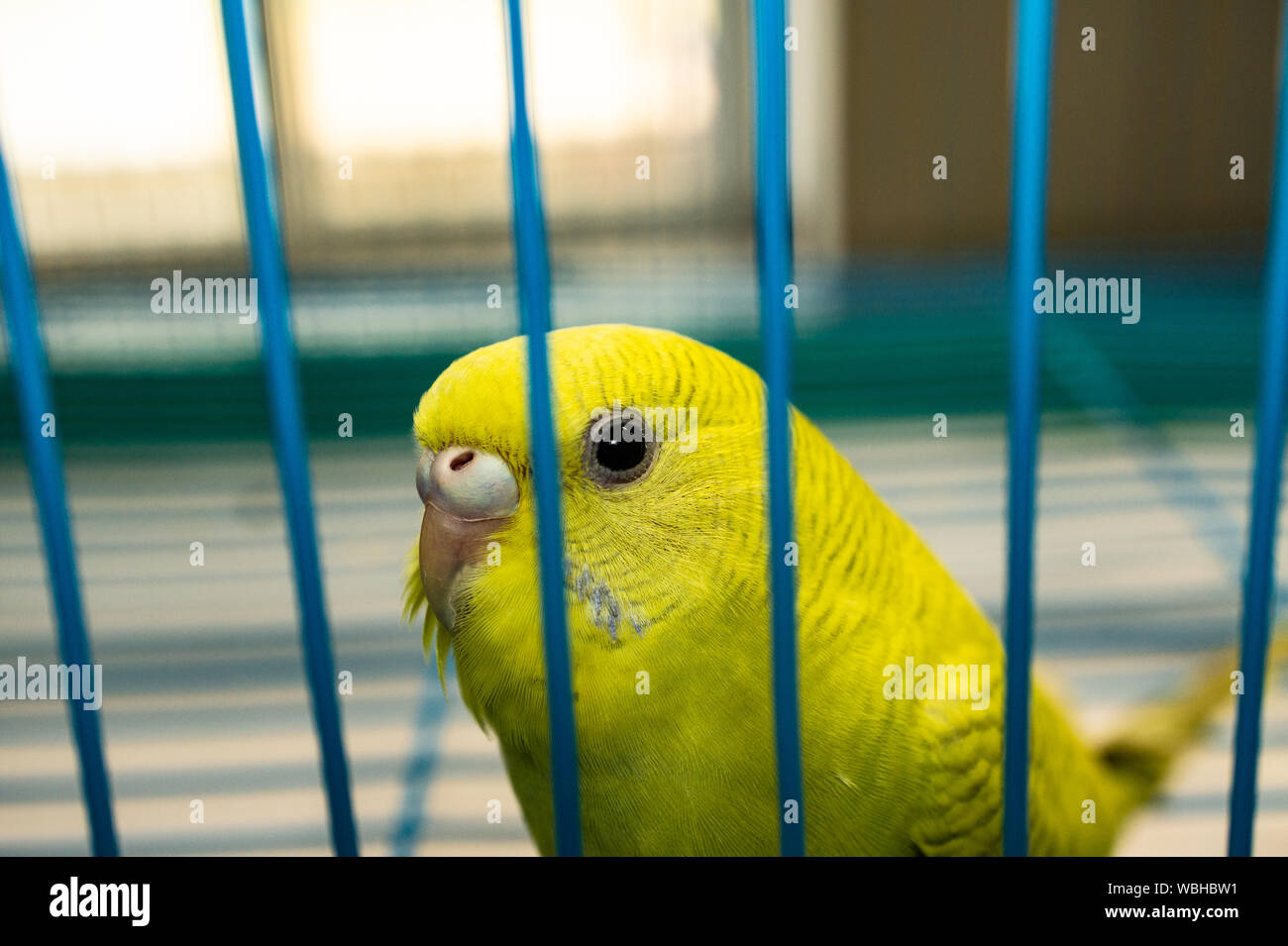 Caged yellow parakeet closeup of face Stock Photo