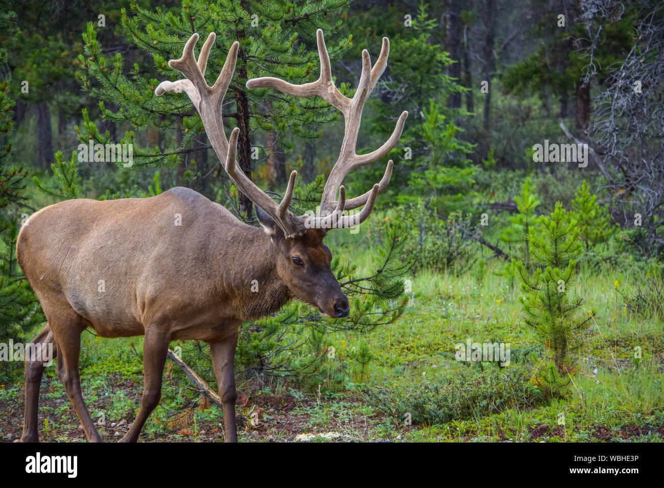 Jasper town hires stock photography and images Alamy