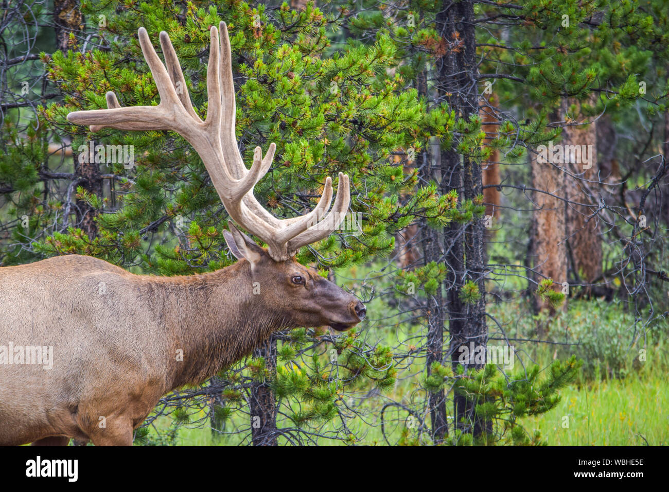 Jasper town hires stock photography and images Alamy