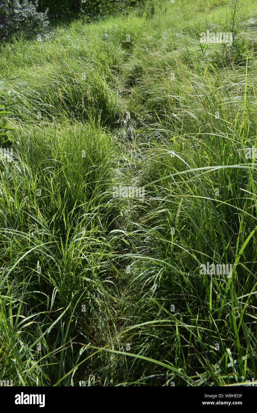 Path in the green grass. Very clear and lightly curved cut path leading