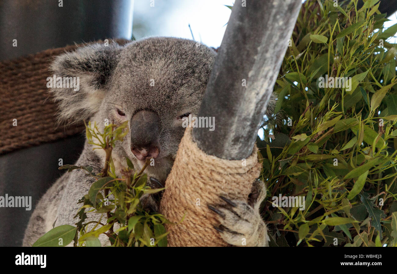 Close-up Of Koala Sitting On Wood Stock Photo