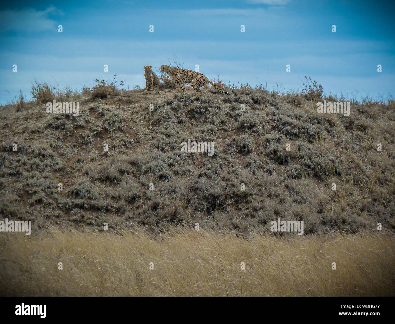 Low Angle View Of Cheetahs On Hill Against Blue Sky Stock Photo