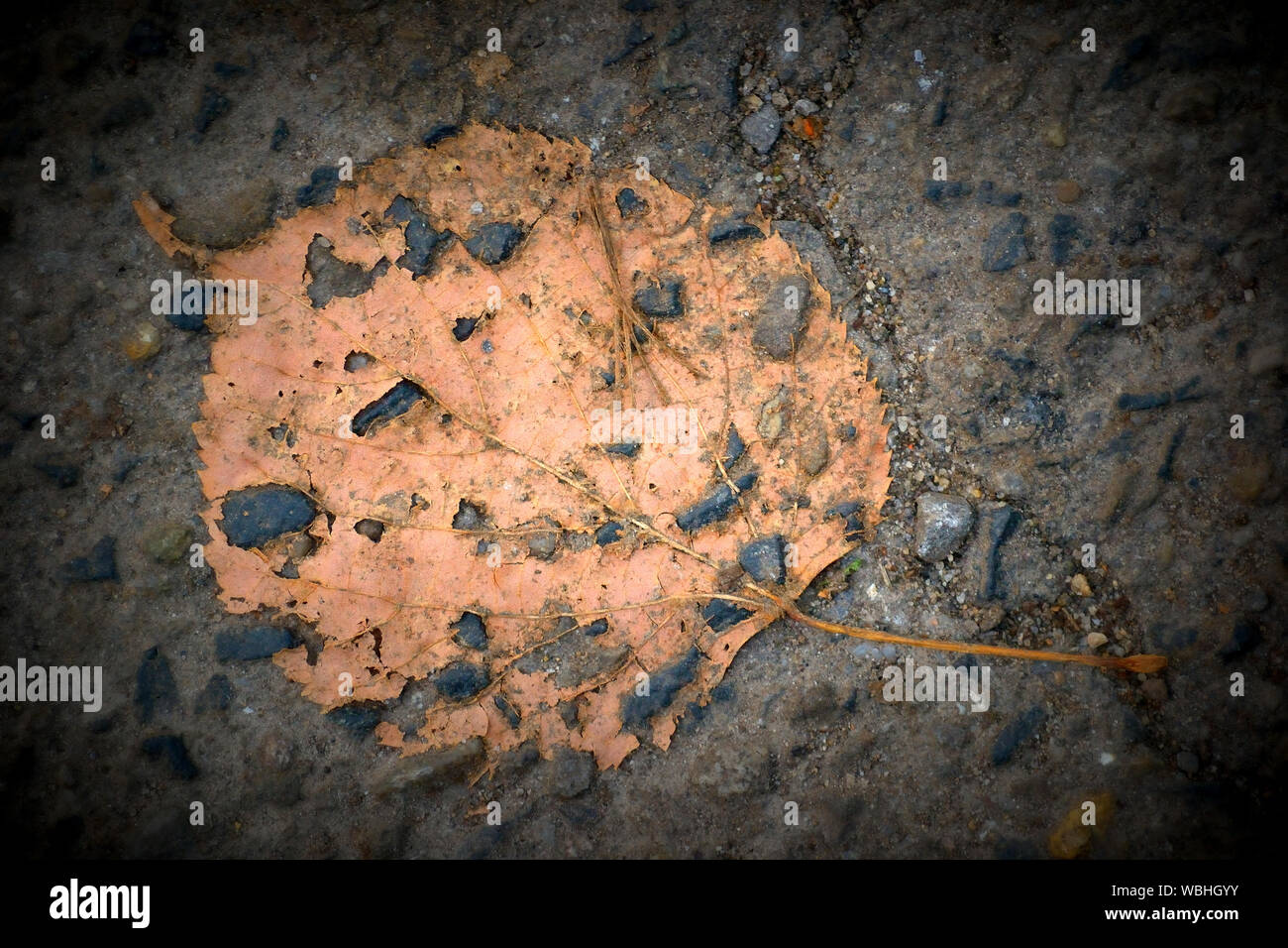 High Angle View Of Weathered Dry Leaf On Rock Stock Photo