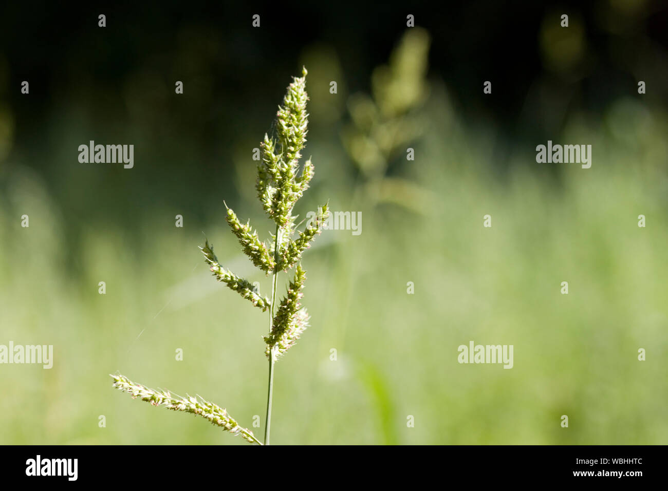 Close-up Of Plant Stock Photo