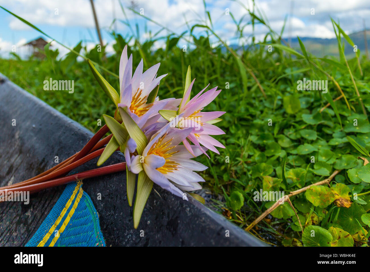 Lotus for silk production on Inle Lake, Myanmar Stock Photo
