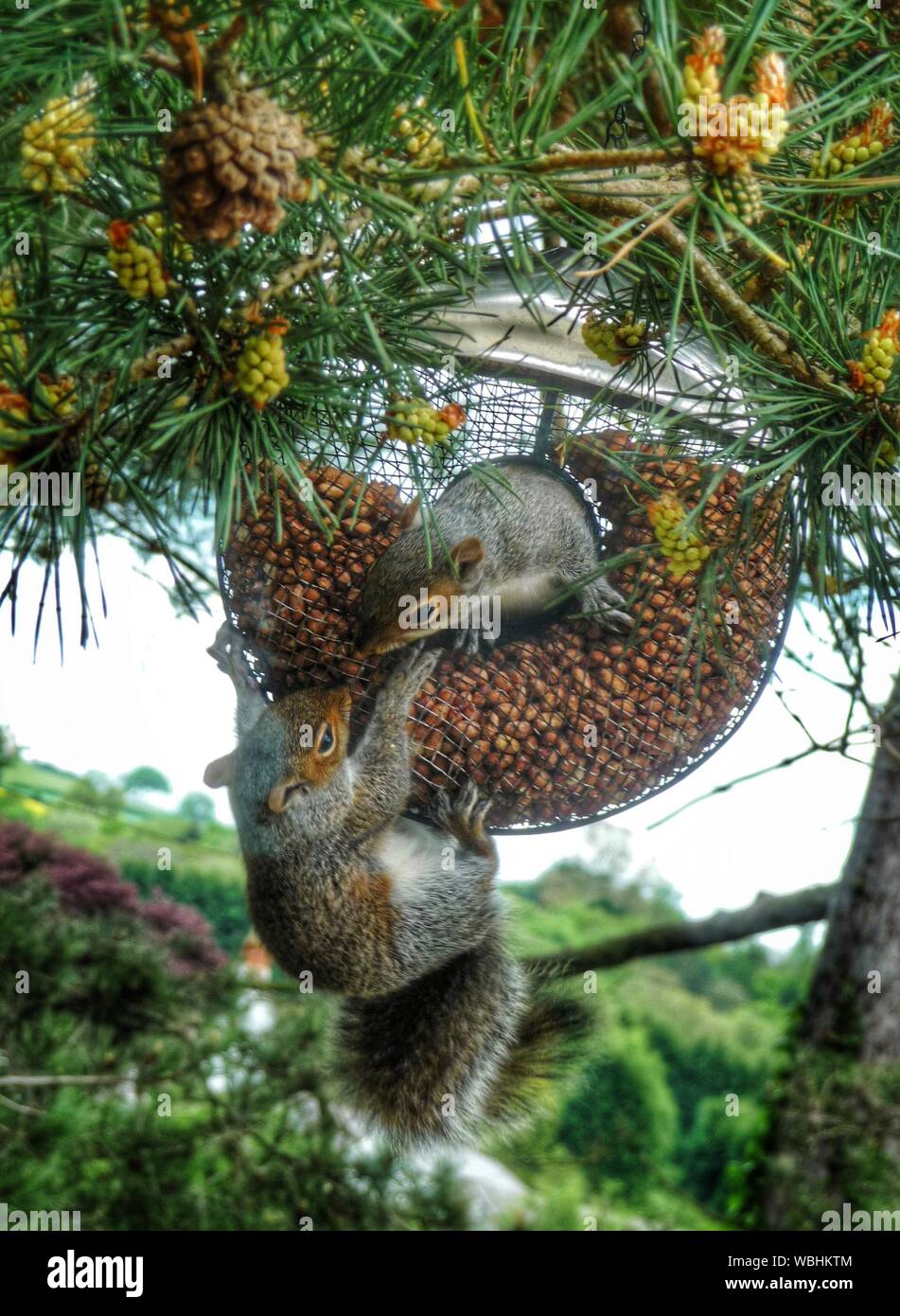 Squirrel pine nuts High Resolution Stock Photography and Images Alamy