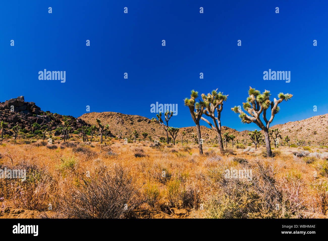Joshua Tree National Park, California Stock Photo