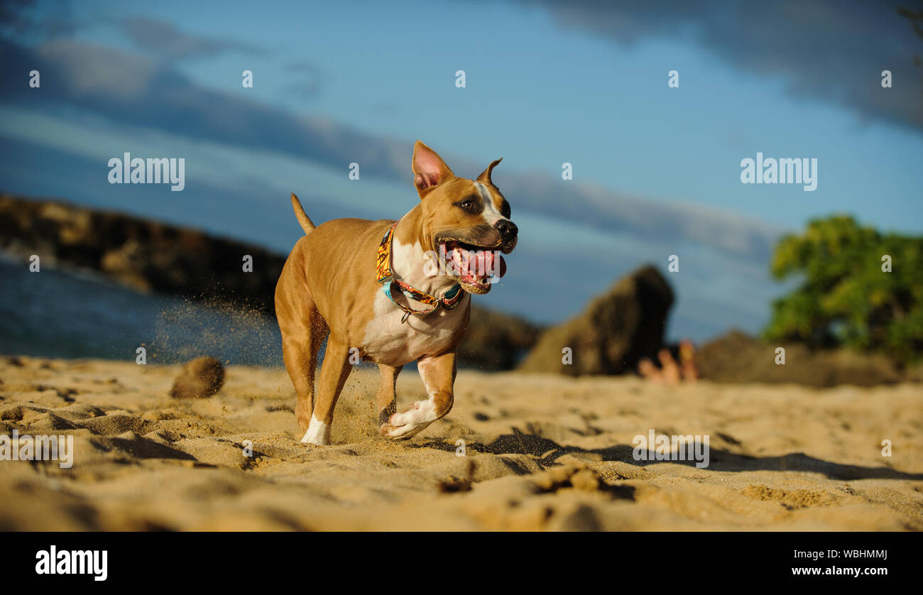 Is Sand Good For A Dog Run