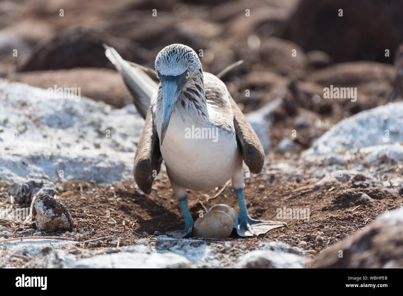 Blue Footed Booby With Egg North Seymour Galapagos Islands Ecuador blue-footed-booby-with-egg-north-seymour-galapagos-islands-ecuador
