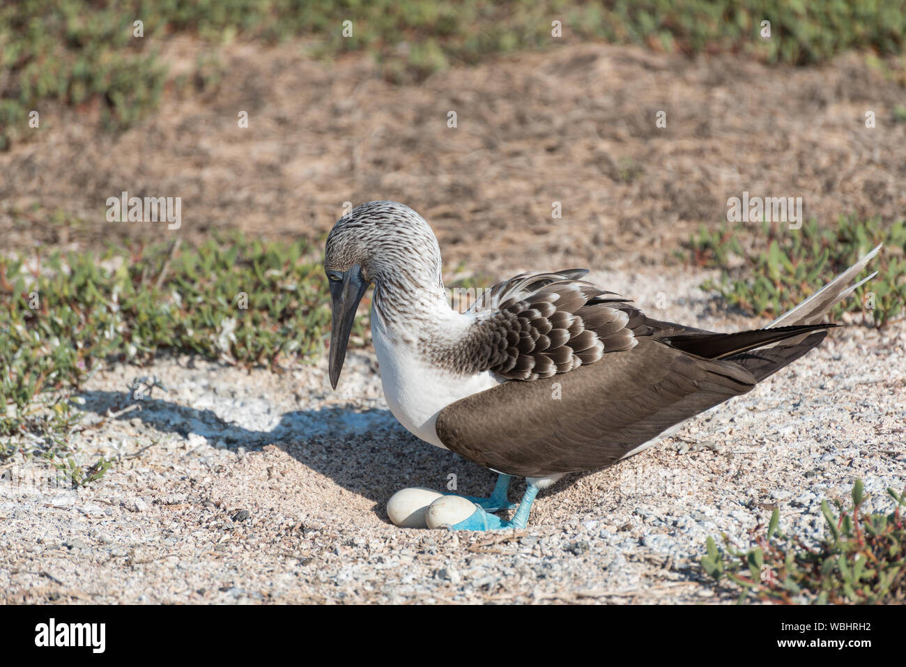 Blue footed booby with egg, North Seymour, Galapagos Islands, E…