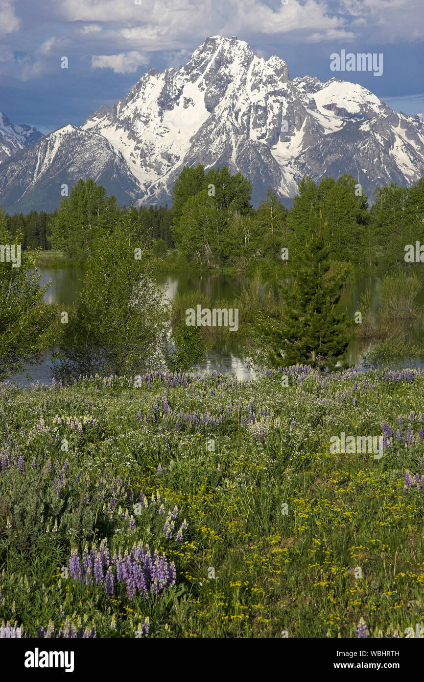 Flowers beside small pond on the Pilgrim Creek Road Grand Teton National Park Wyoming USA Stock Photo