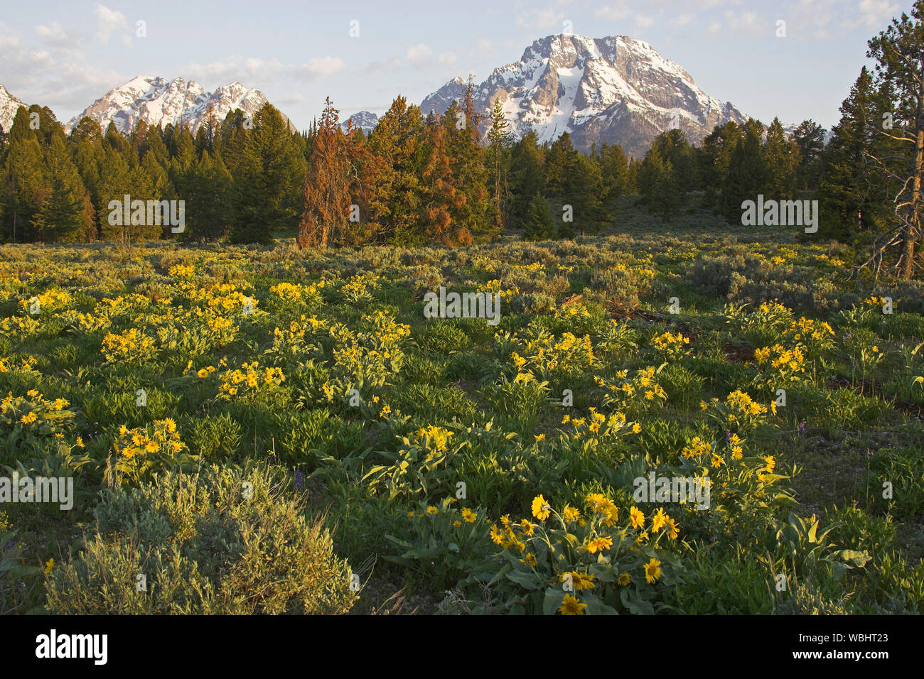 Heartleaf arnica Arnica cordifolia and the Teton Mountains Grand Teton National Park Wyoming USA Stock Photo