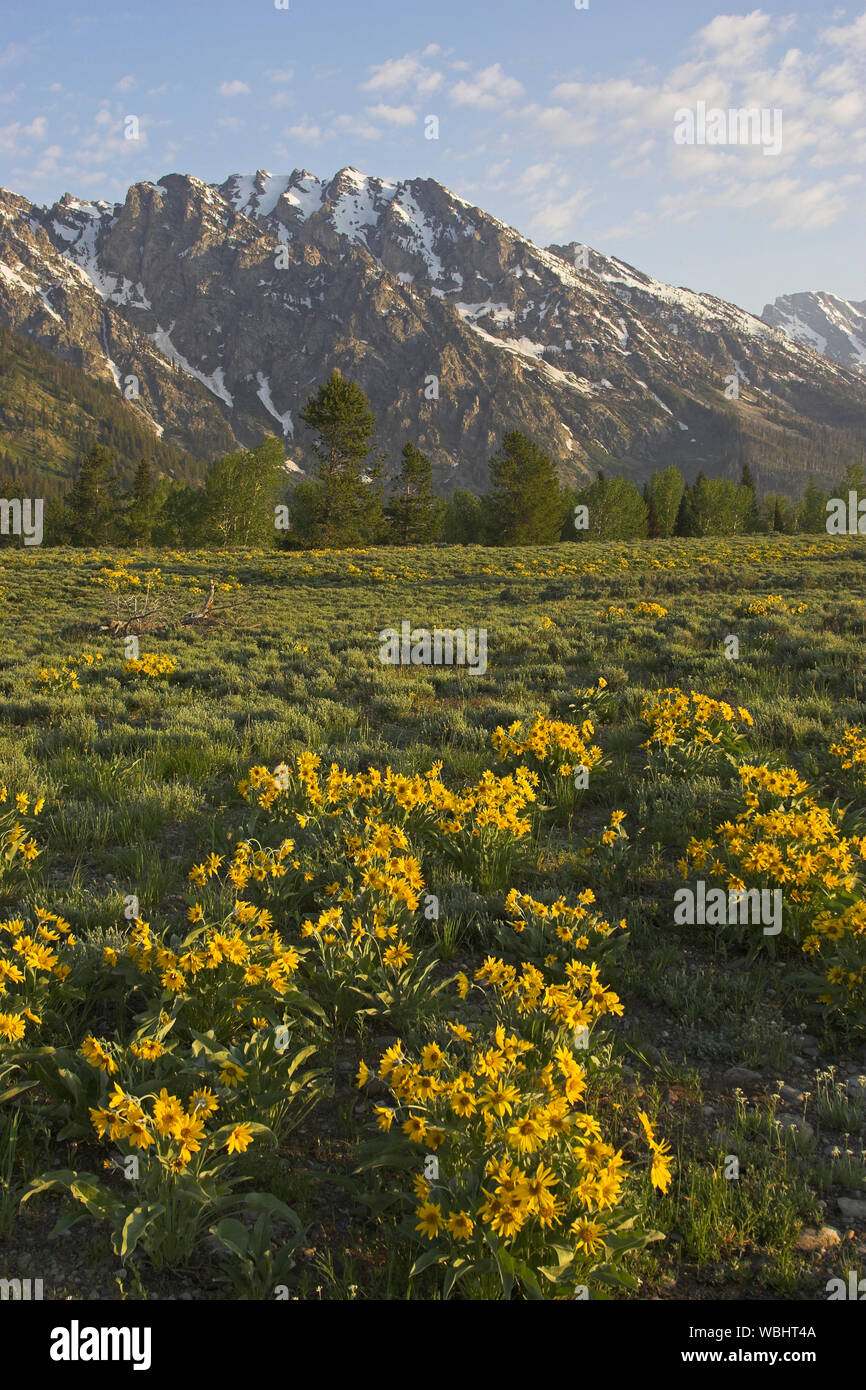 Heartleaf arnica Arnica cordifolia and the Teton Mountains Grand Teton National Park Wyoming USA Stock Photo