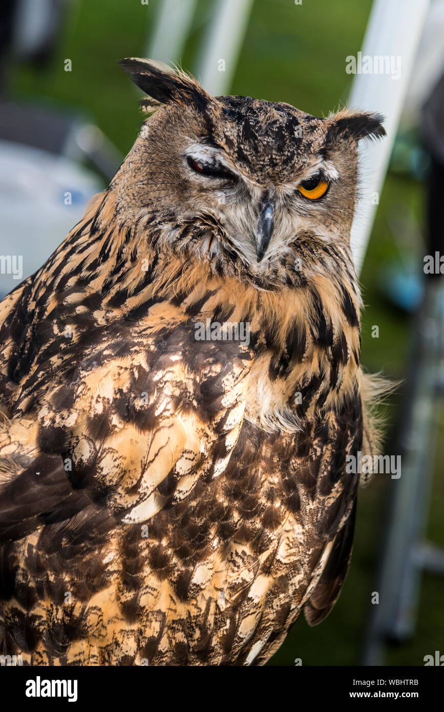 European raptor hi-res stock photography and images - Alamy
