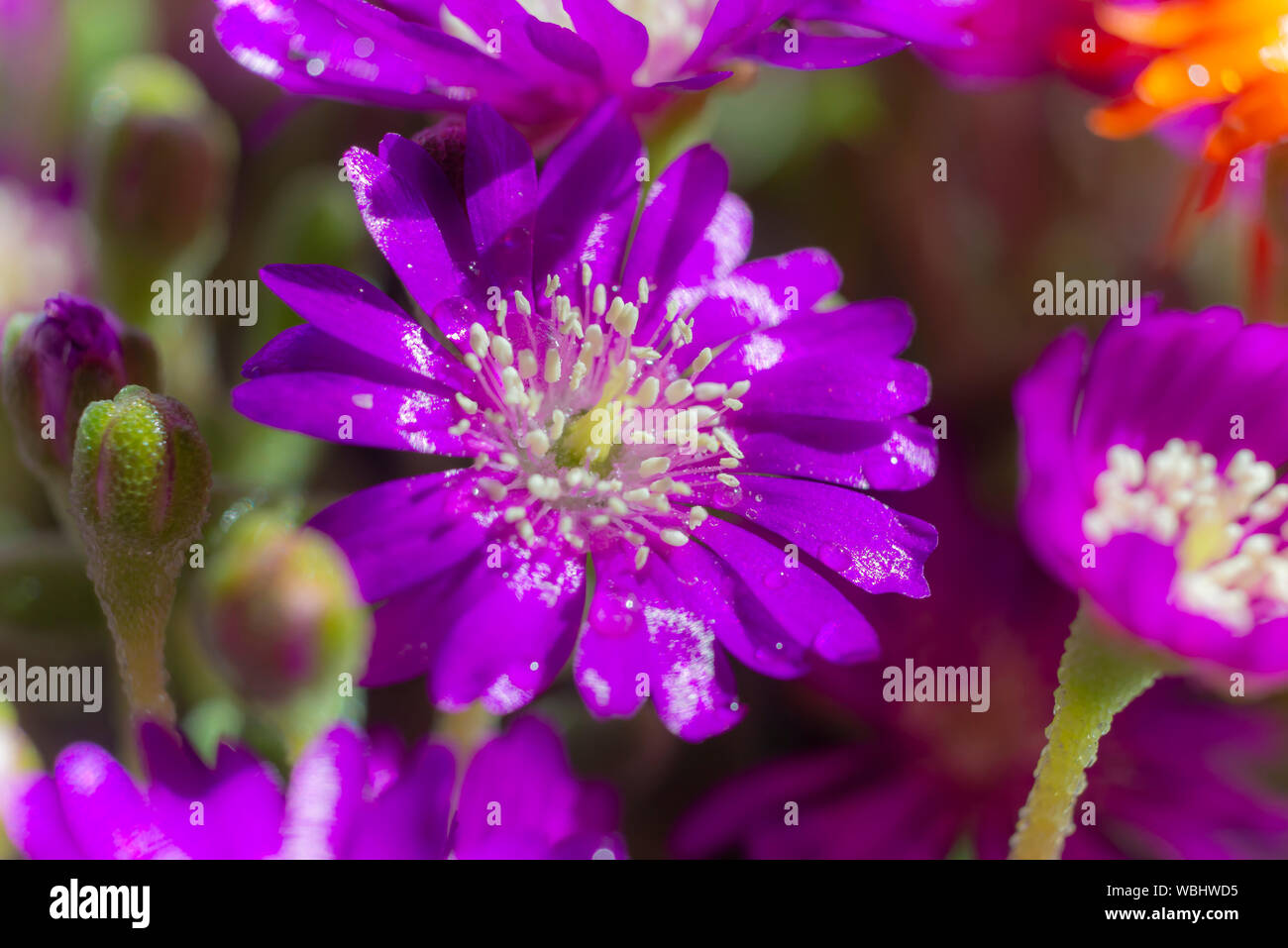 Nature wedding background hi-res stock photography and images - Alamy