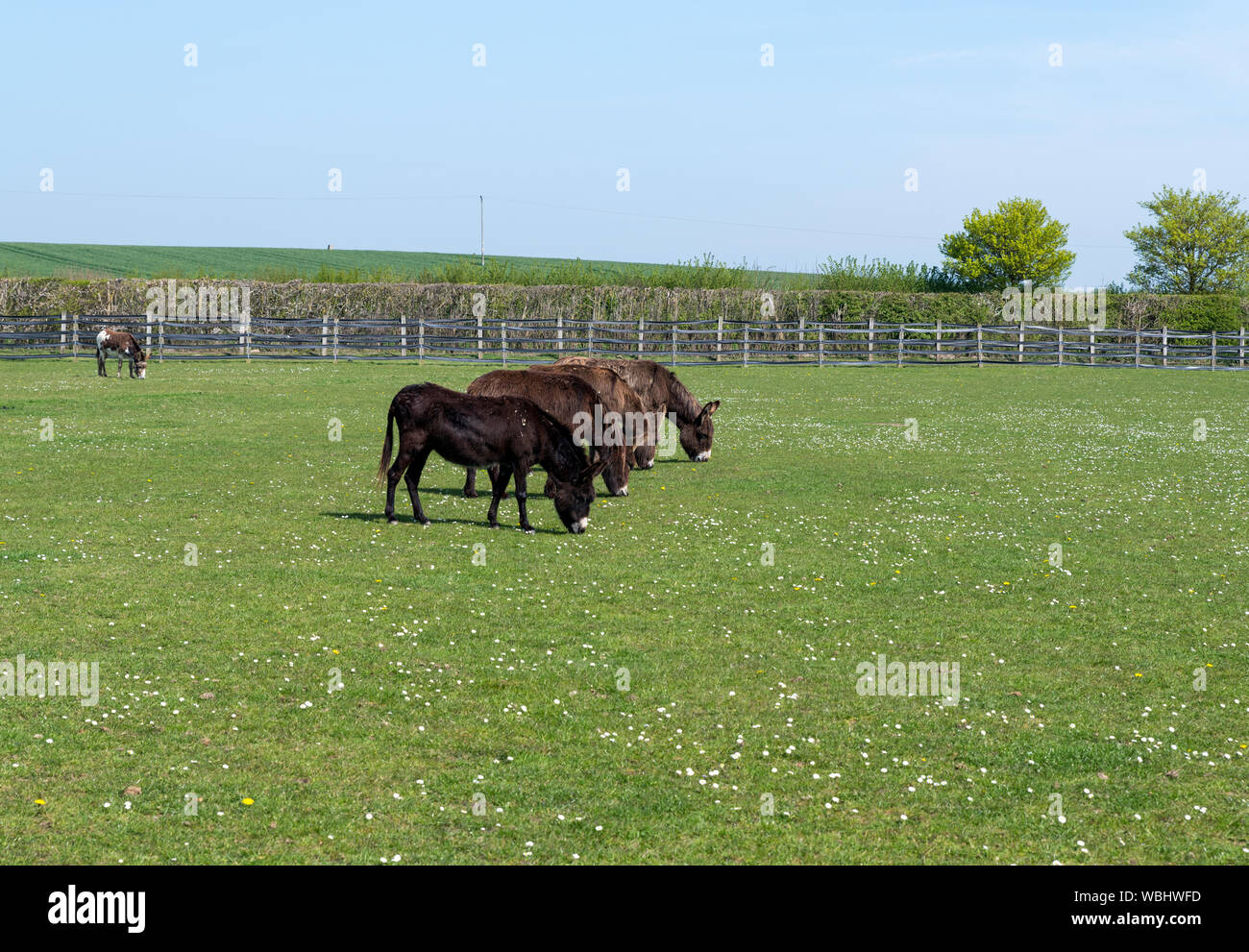 Donkey grazing a flowered Field Stock Photo