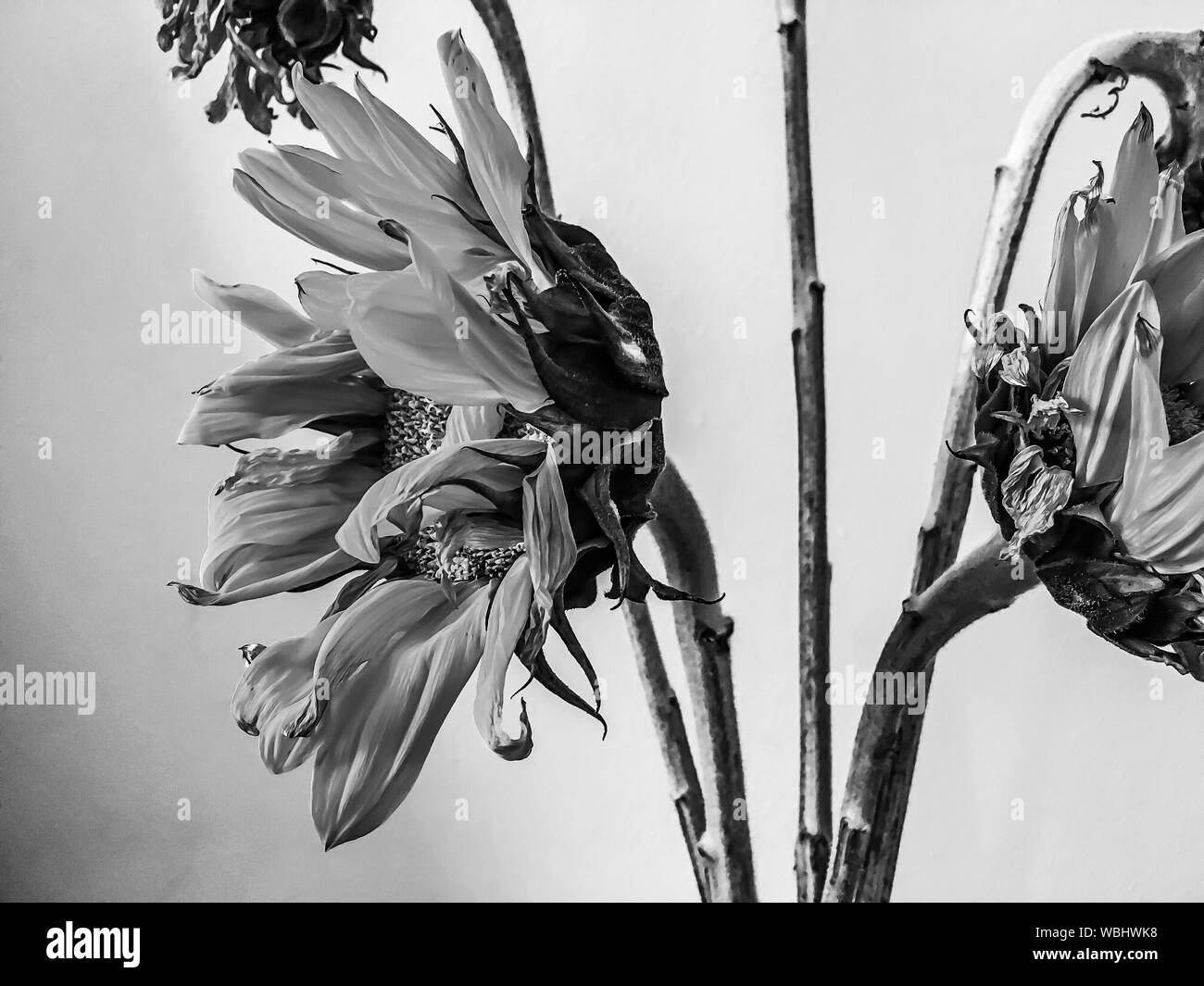 Sunflowers Black and White Stock Photos & Images - Alamy