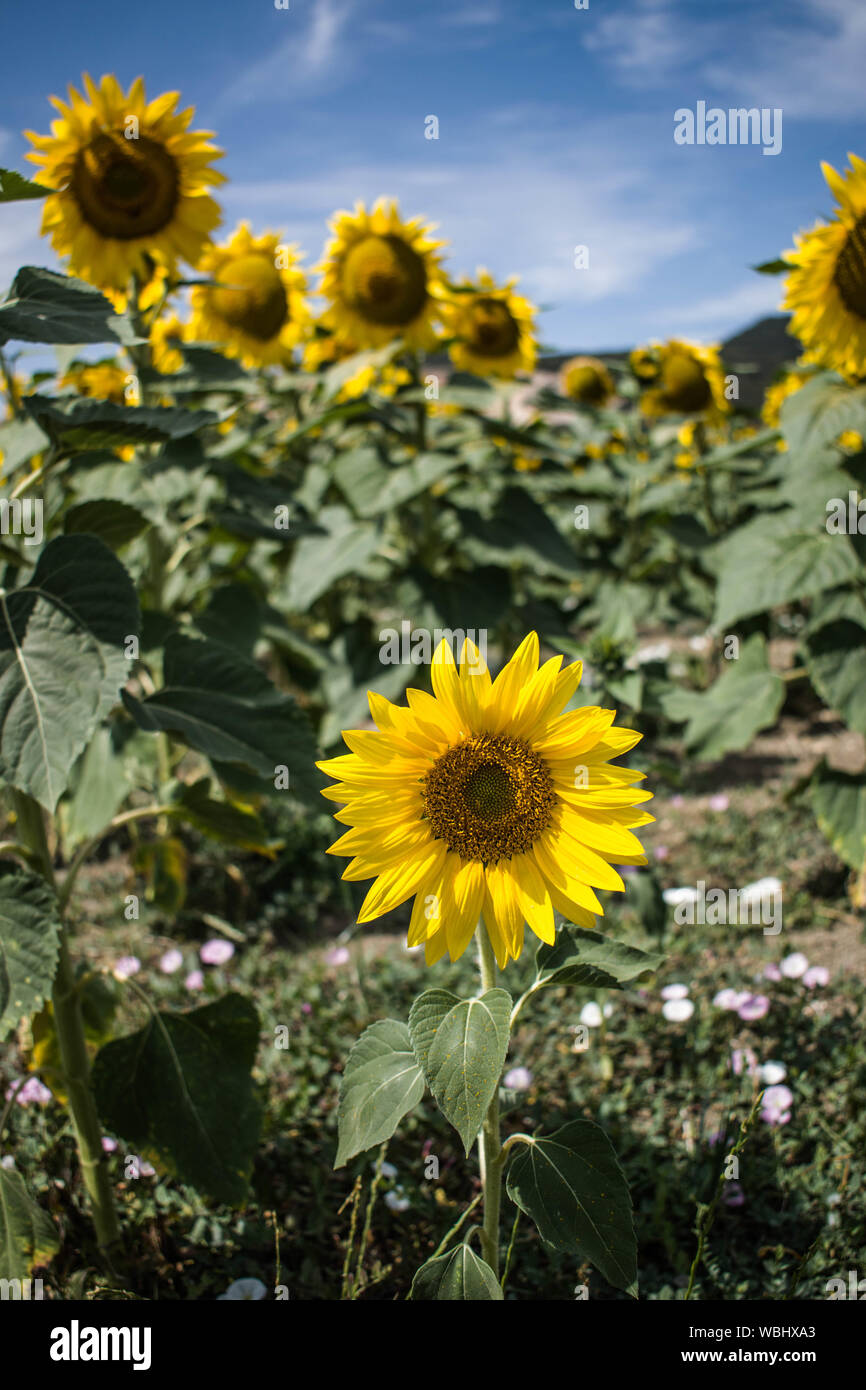 A beautiful field of sunflowers in Spain Stock Photo Alamy