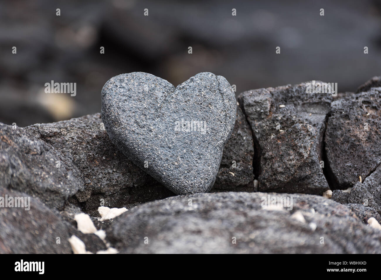 Heart shaped Stone on lava rock, Galapagos Islands, Ecuador, South America. Stock Photo