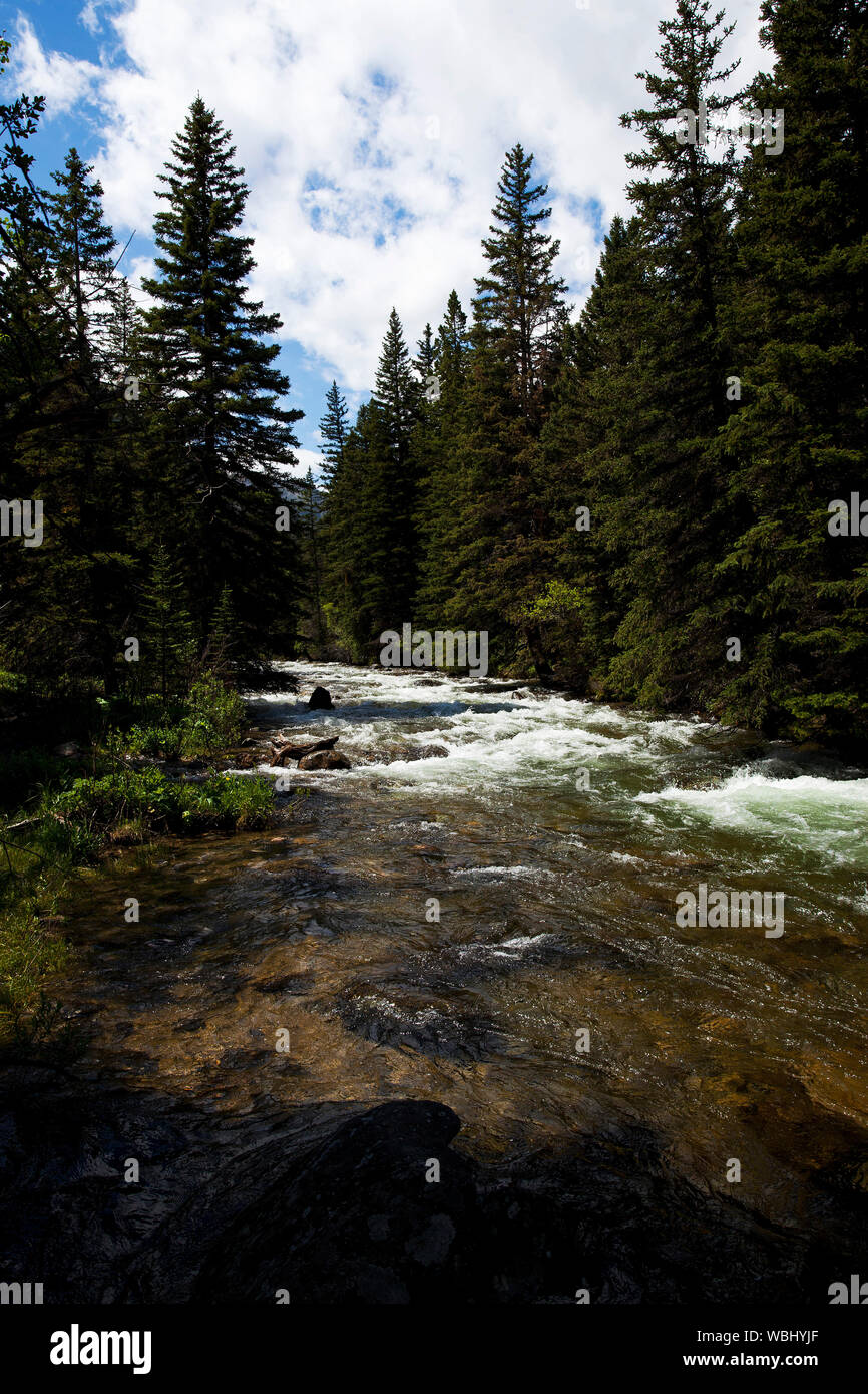 Rock creek in the Custer Campground near Red Lodge Montana USA June