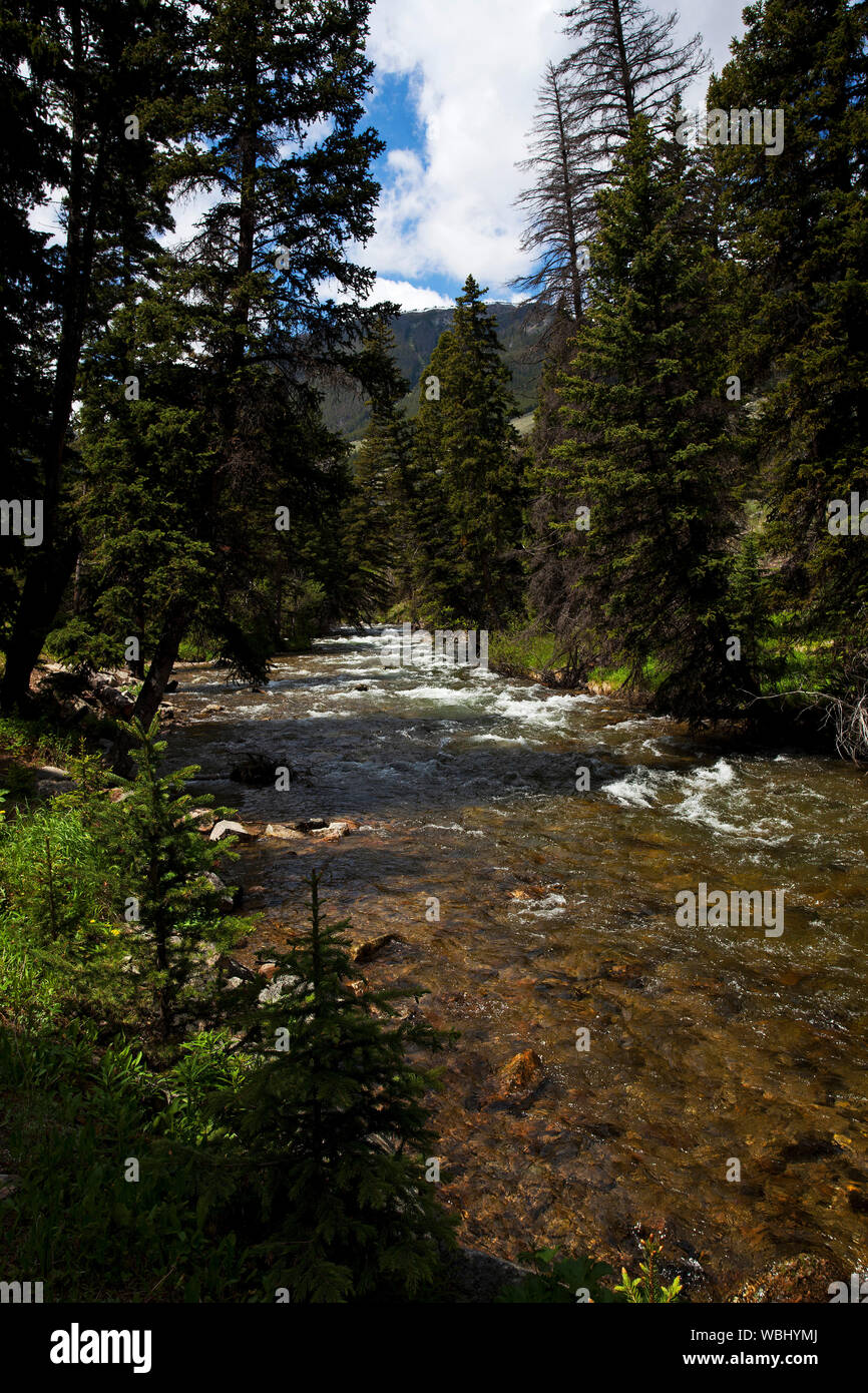 Rock creek in the Custer Campground near Red Lodge Montana USA June