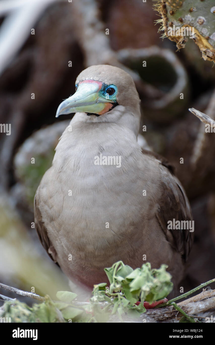 Red footed booby (Sula Sula), Darwin Bay, Genovesa, Galapagos Island, Ecuador, South America. Stock Photo