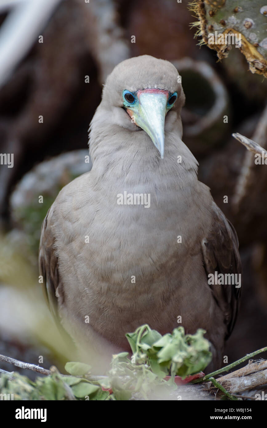 Red footed booby (Sula Sula), Darwin Bay, Genovesa, Galapagos Island, Ecuador, South America. Stock Photo