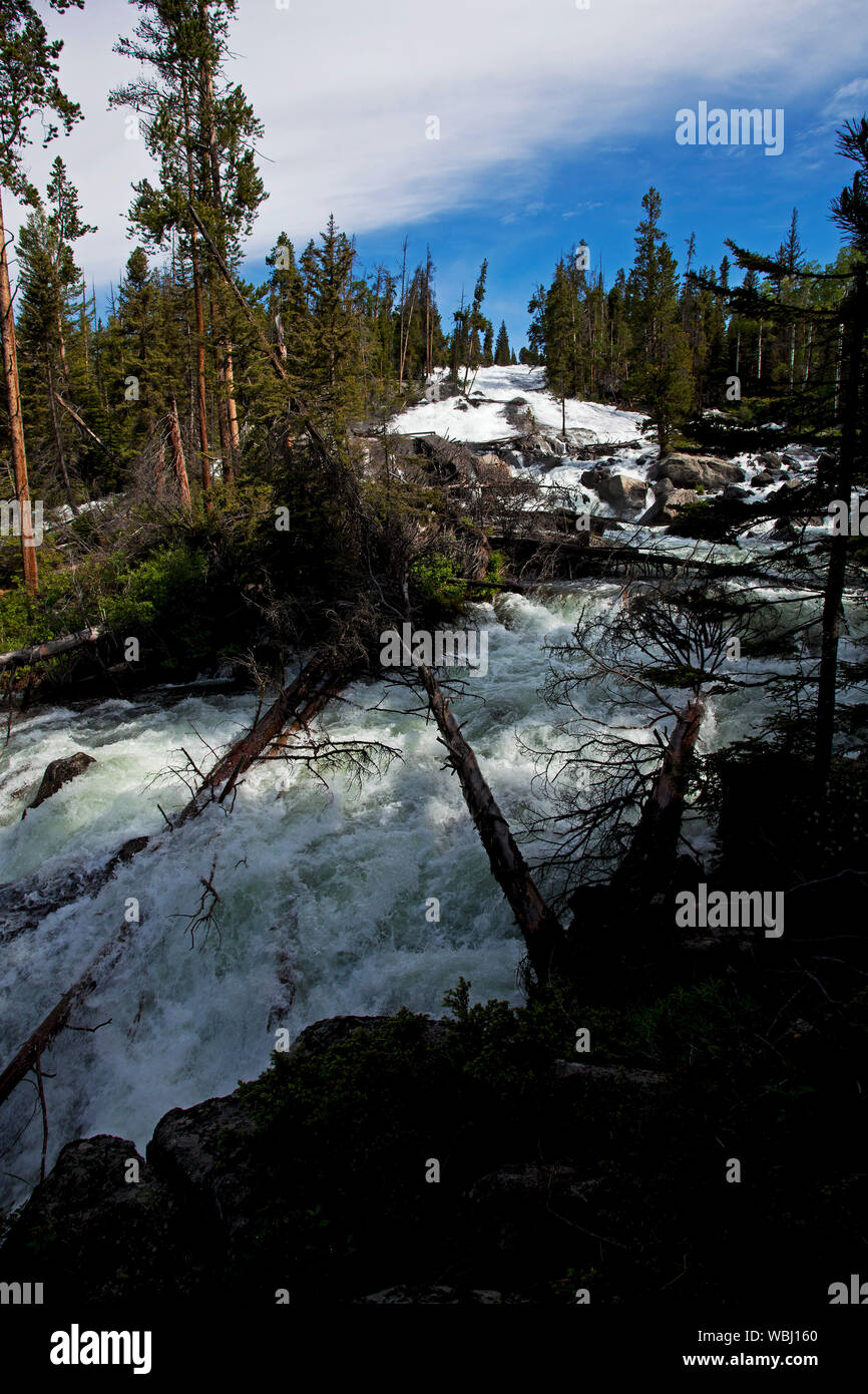 Waterfall and Lodgepole pine Pinus contorta on Crazy Creek Montana USA June 2015 Stock Photo